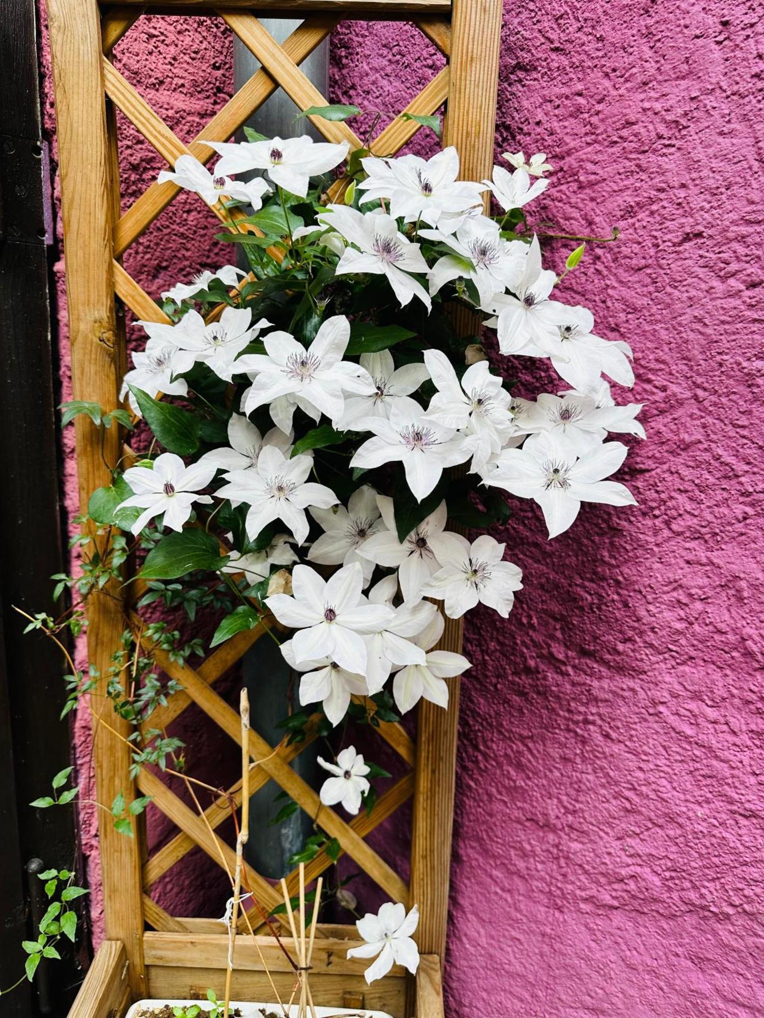 Auberge Le Meisenberg Châtenois Exterior photo